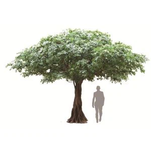 Silkki musta oliivipuu