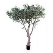 Simulointi Olive Tree